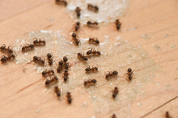Best Wasp Removal Services  in Lexico, CA
